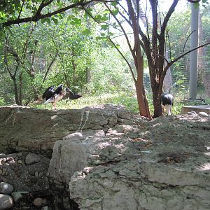 Australia-Straw Necked Ibis