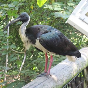 Australia-Straw Necked Ibis