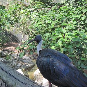 Australia-Straw Necked Ibis