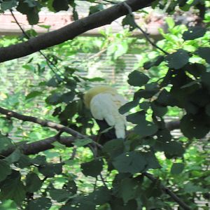 Australia-Pied Imperial Pigeon
