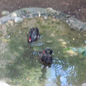 Australia-Black Swans