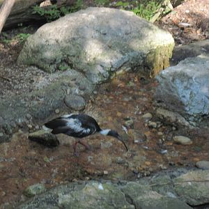 Australia-Straw Necked Ibis