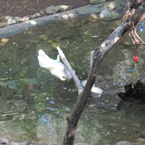 Australia-Cockatoo and Black Swan