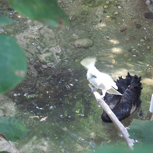 Australia-Cockatoo and Black Swan