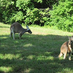 Australia-Kangaroos