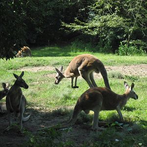 Australia-Kangaroos