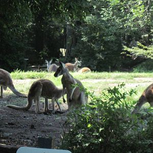 Australia-Kangaroos