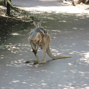Australia-Kangaroo