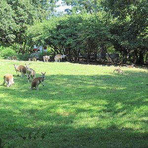 Australia-Kangaroos