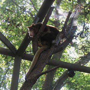 Australia-Tree Kangaroo