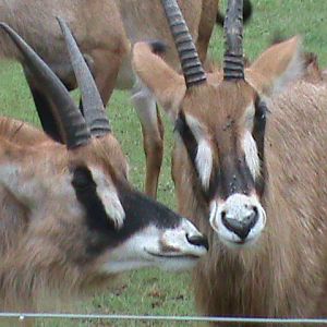 roan antelope 2 08/10