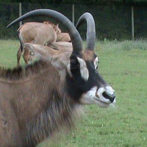 roan antelope 3 08/10