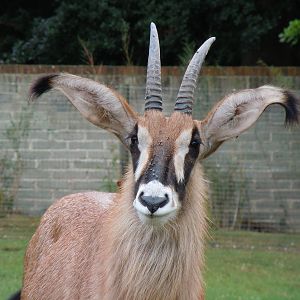 roan antelope 5 08/10