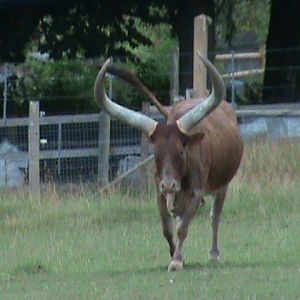 ankole cattle 08/10