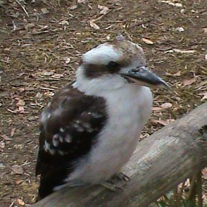 kookaburra 2 08/10