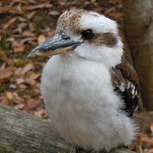 kookaburra 3 08/10