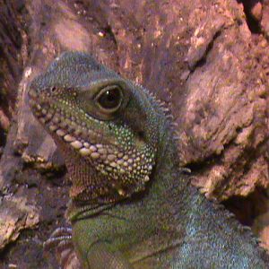 oriental water dragon 08/10