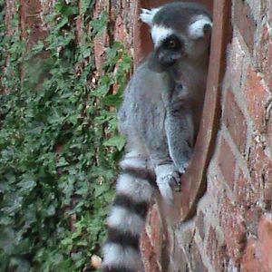 ring-tailed lemur 08/10