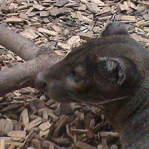 fossa 2 08/10