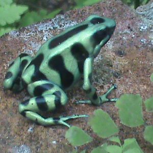green and black poison dart frog 08/10