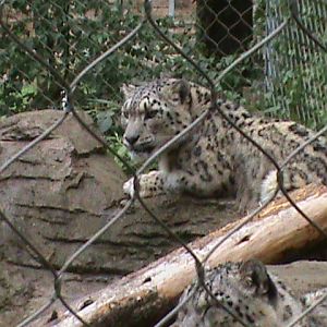 snow leopard 1 08/10