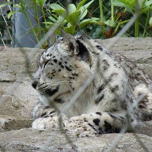 snow leopard 2 08/10