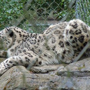 snow leopard 3 08/10