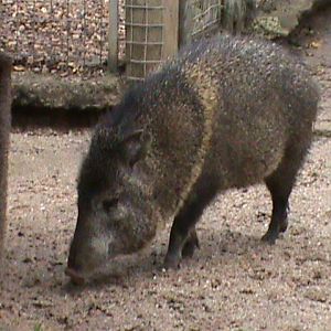collared peccary 08/10