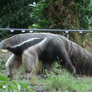 giant anteater 1 08/10