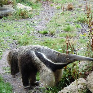 giant anteater 3 08/10