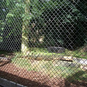 Asiatic Lion Enclosuree - 24.07.2010