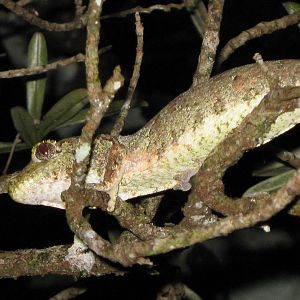 Rhacophorus auriculatus