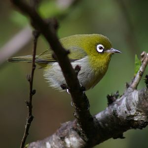 green-backed white-eye (Zosterops xanthochroa)