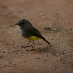 yellow-bellied robin (Eopsaltria flaviventris)