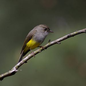 yellow-bellied robin (Eopsaltria flaviventris)