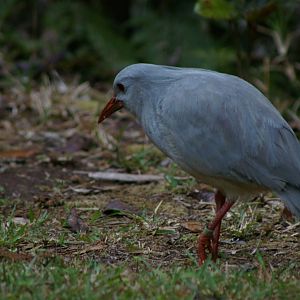 kagu (Rhynochetos jubatus)