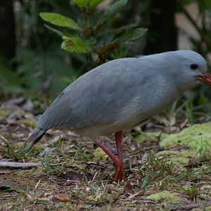 kagu (Rhynochetos jubatus)