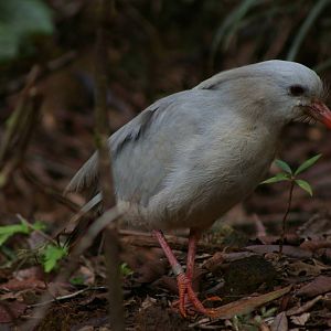 kagu (Rhynochetos jubatus)