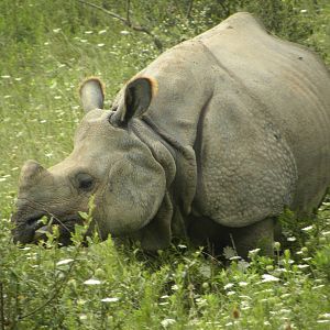 Greater One-horned  Asian Rhino