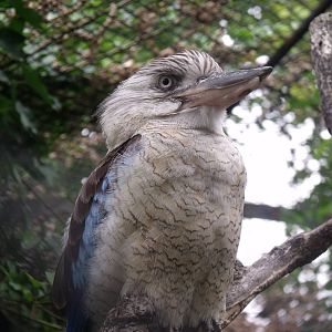Kookabura