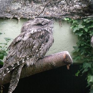 Tawny Frogmouth
