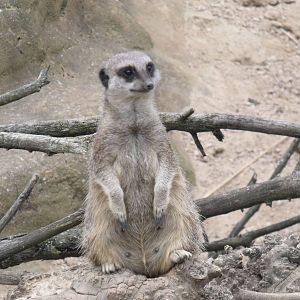 Meerkat