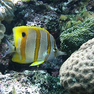 Copperband Butterflyfish