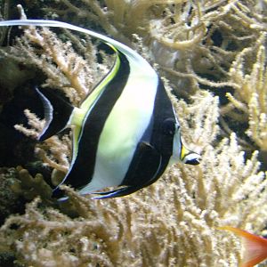 Moorish idol