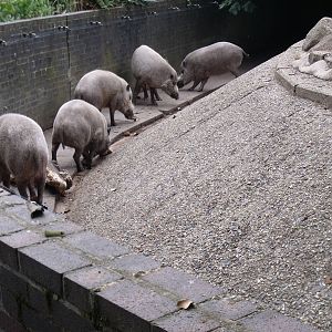 Bearded pigs