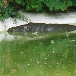 Pygmy hippo