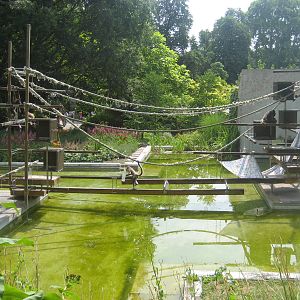 Wilhelma Zoo - Spider monkey exhibit