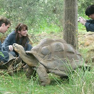Galapagos tortoise and keepers.