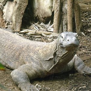 Komodo dragon