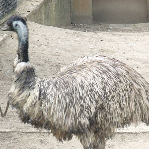 Emu